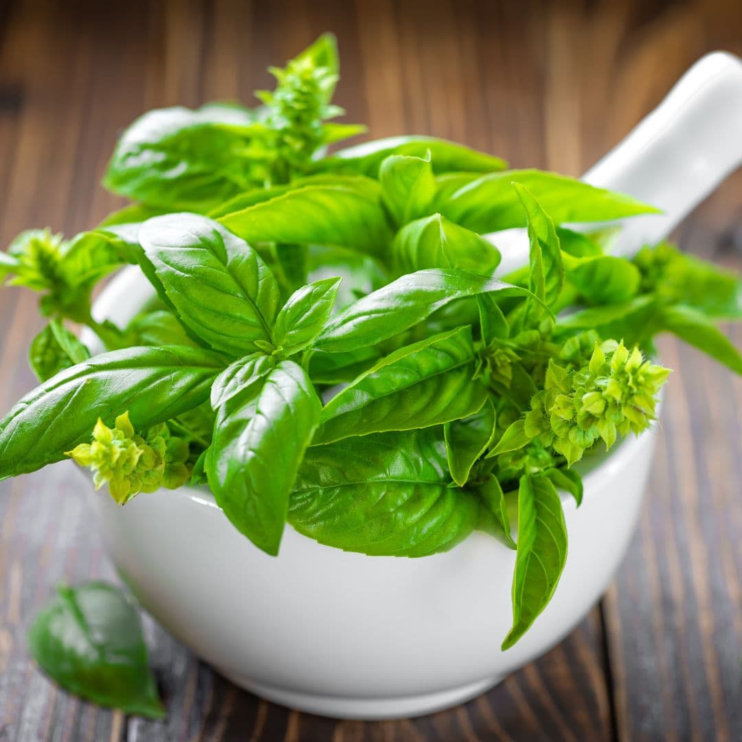 Basil
