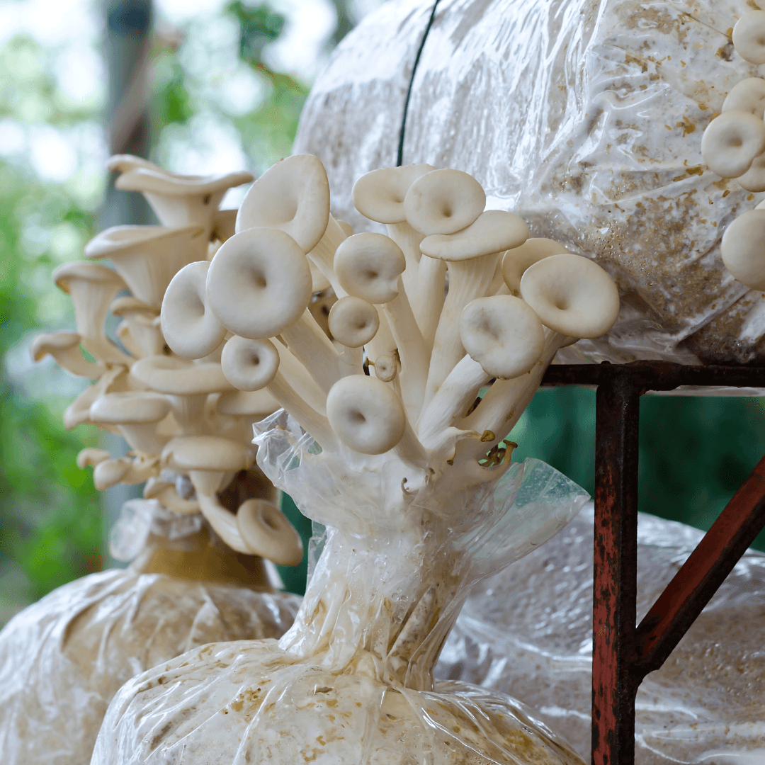 Phoenix Mushrooms
