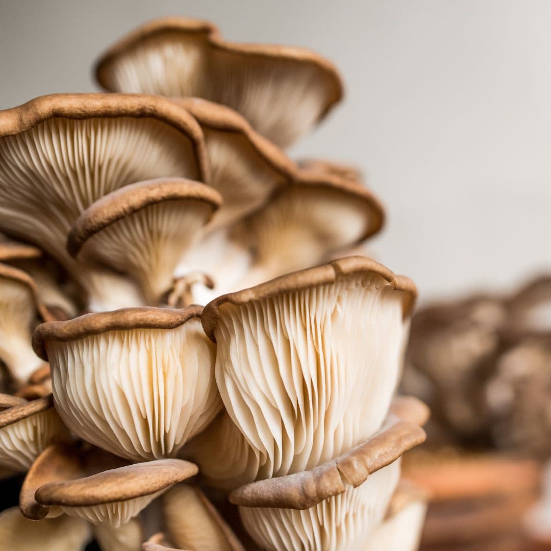 Pearl Mushrooms