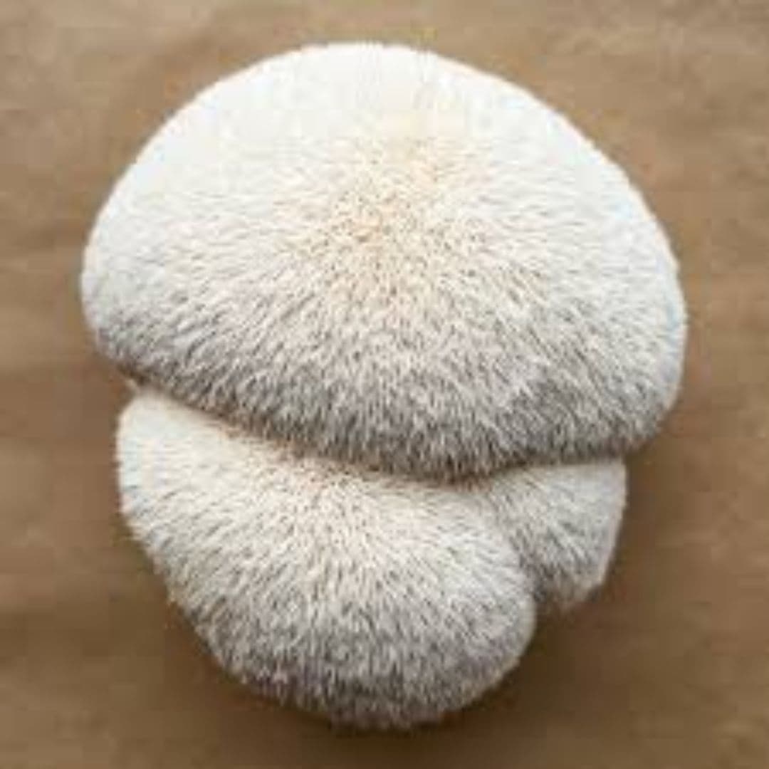 Lion's Mane Mushrooms