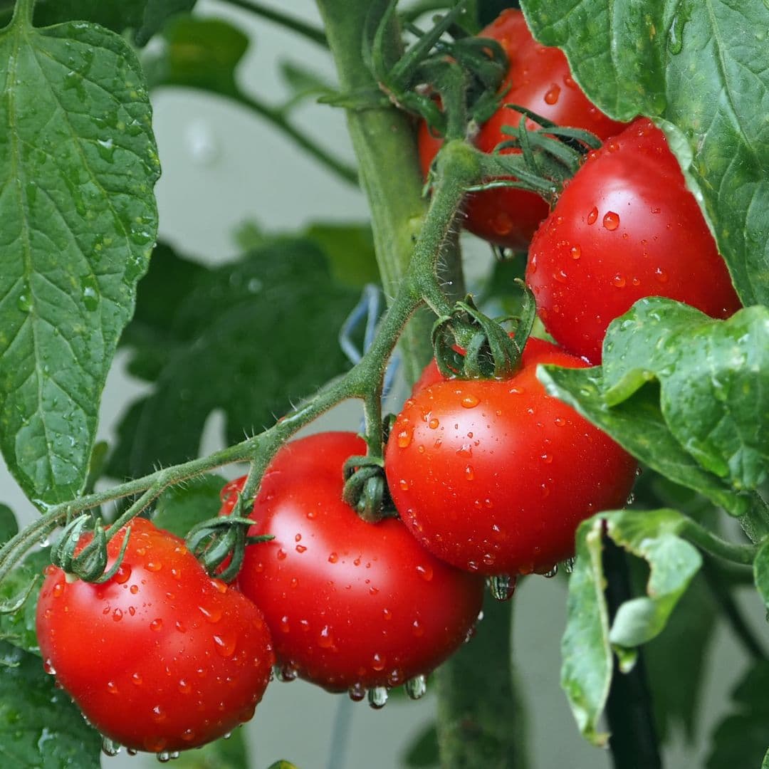 Tomatoes