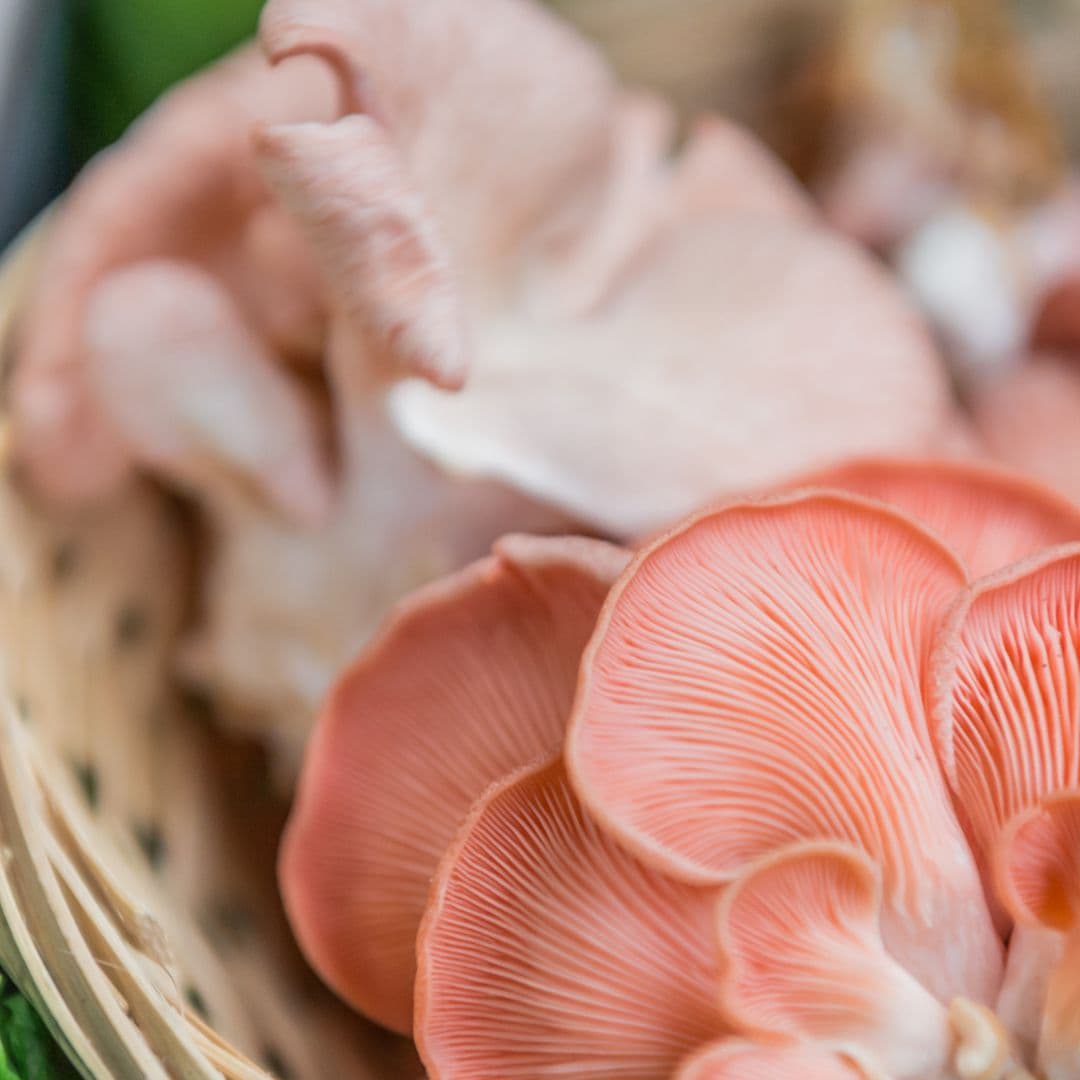 Pink Mushrooms