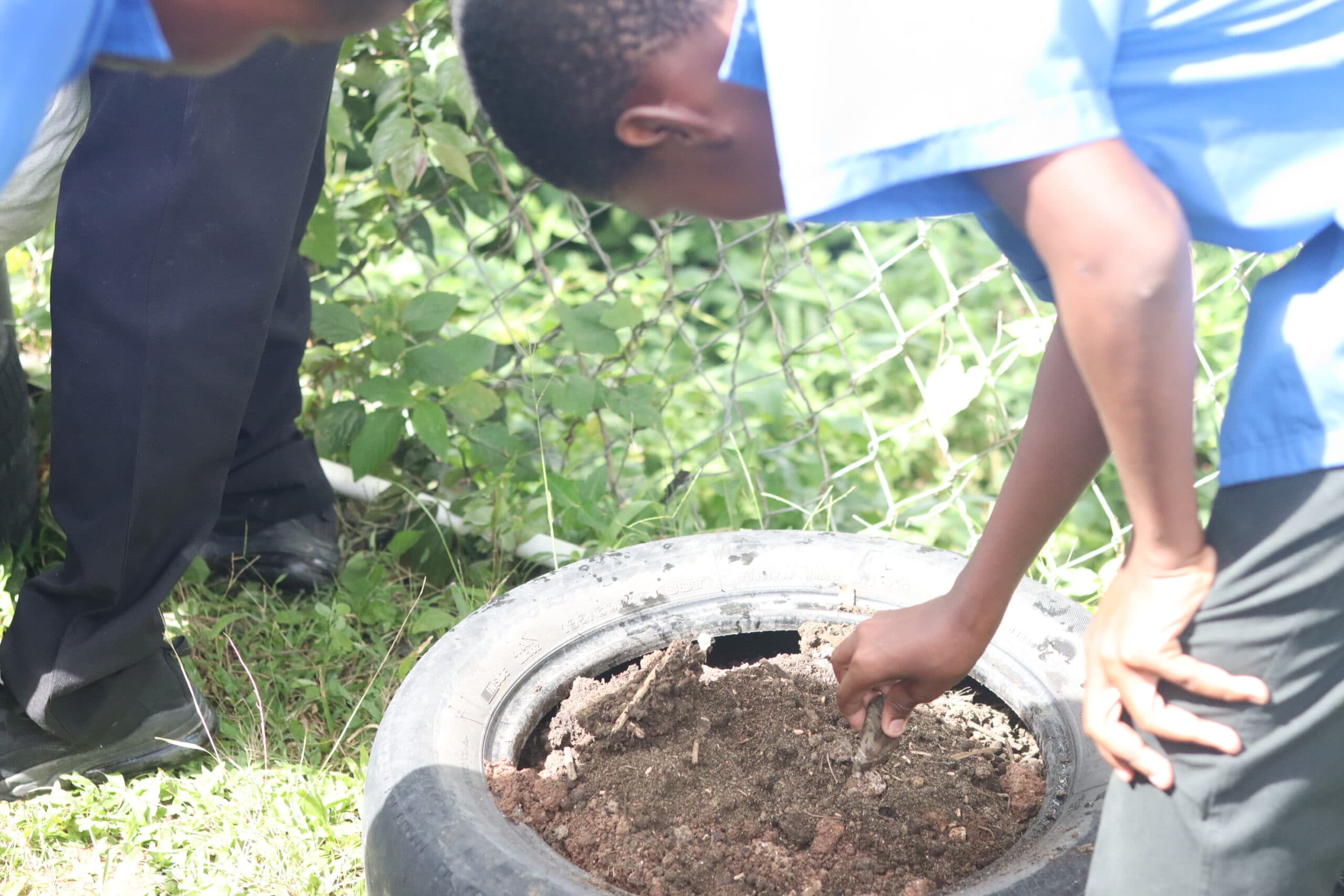 Aquaponics system at the school