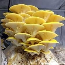 Golden Mushrooms
